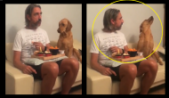 Funny! Watch cute dog pretends not to be interested in owner's food, fails to hide expression