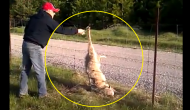 Viral Video: Man rescues wild wolf trapped in fencing wire