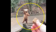 Watch bear amazes zoo visitor with waving skills to catch treat in viral video