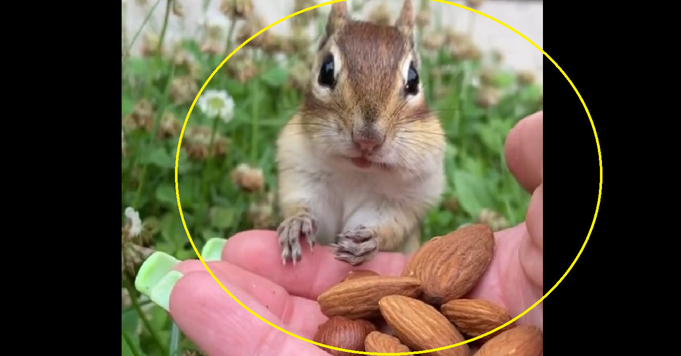 Watch: Chipmunk tries almonds for the first time; expressions are priceless