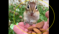 Watch: Chipmunk tries almonds for the first time; expressions are priceless