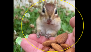 Watch: Chipmunk tries almonds for the first time; expressions are priceless