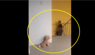 Hilarious! Watch adorable poodle pulls prank on owner, leaves internet in splits