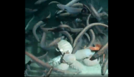 Viral Video of underwater creatures feasting on dead fish terrifies internet