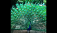 WOW: Watch blue peacock spreads feathers, dances in viral video