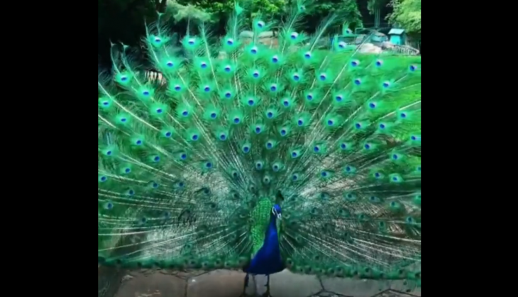 WOW: Watch Blue Peacock Spreads Feathers, Dances In Viral Video | Catch ...