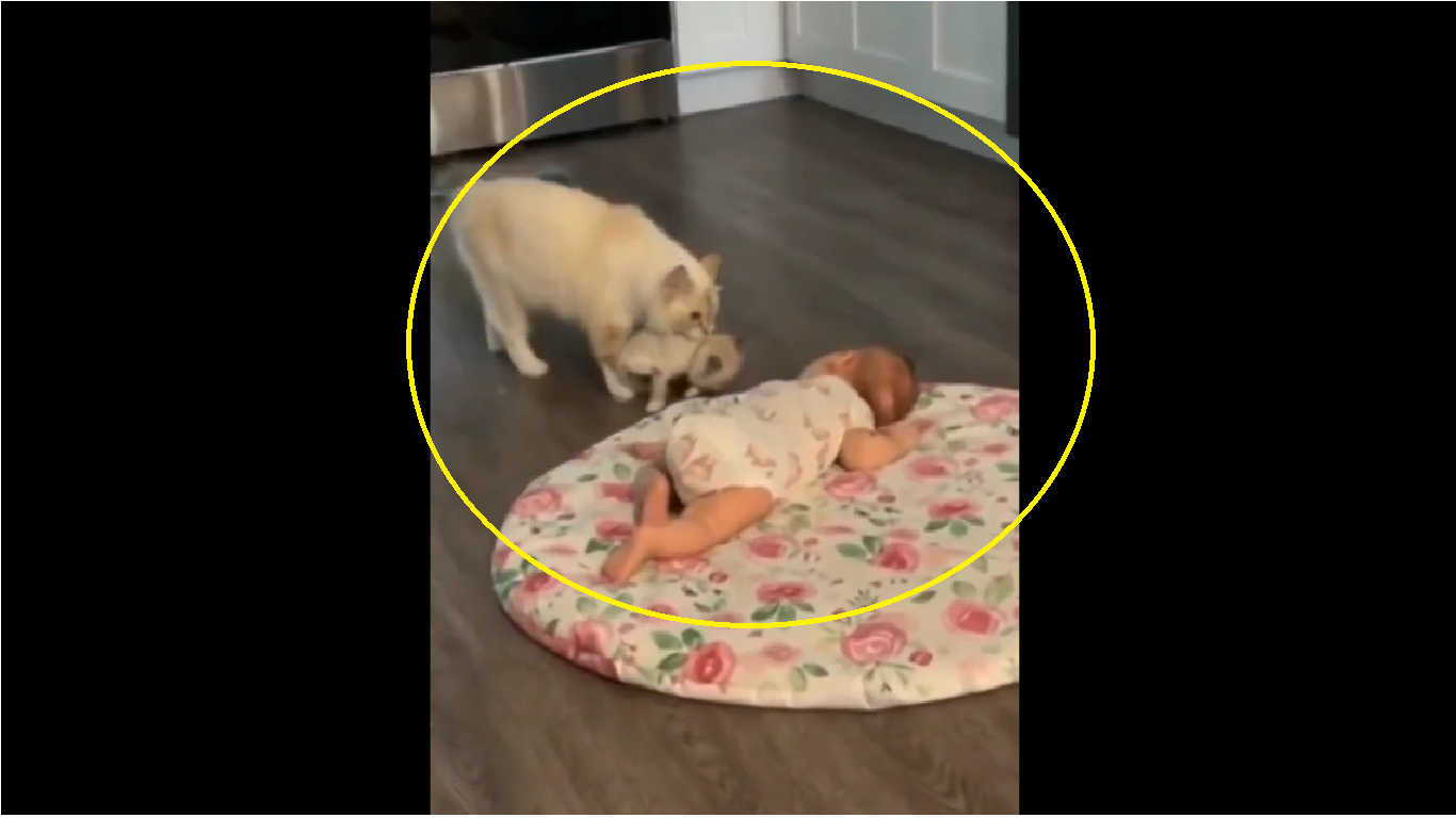 Viral Video: Mama cat introduces kitten to ‘hooman’ baby