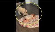 Viral Video: Mama cat introduces kitten to ‘hooman’ baby