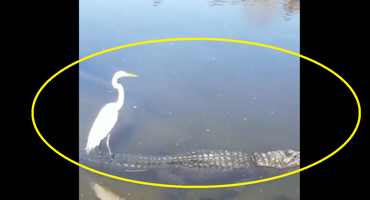 Viral Video: Brave bird rides on alligator’s back; netizens amazed