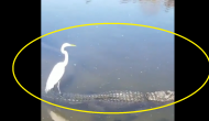 Viral Video: Brave bird rides on alligator’s back; netizens amazed