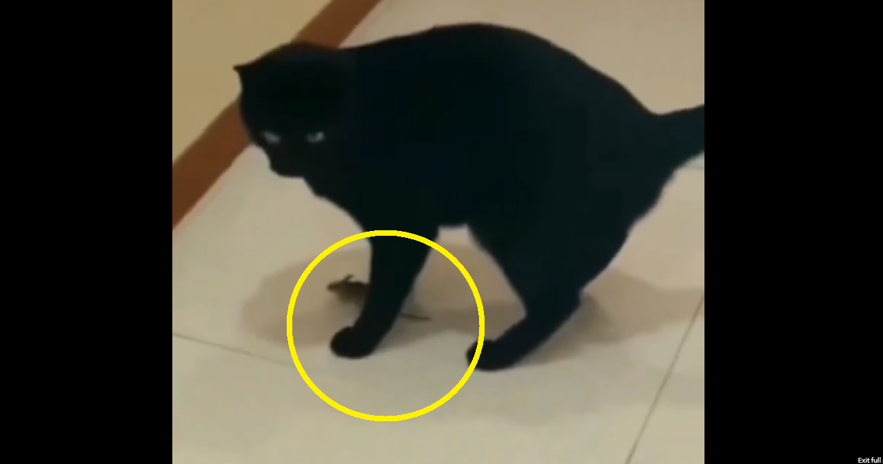 Watch: Mouse hides between cat’s legs; internet says ‘Tom & Jerry’