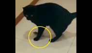 Watch: Mouse hides between cat’s legs; internet says ‘Tom & Jerry’