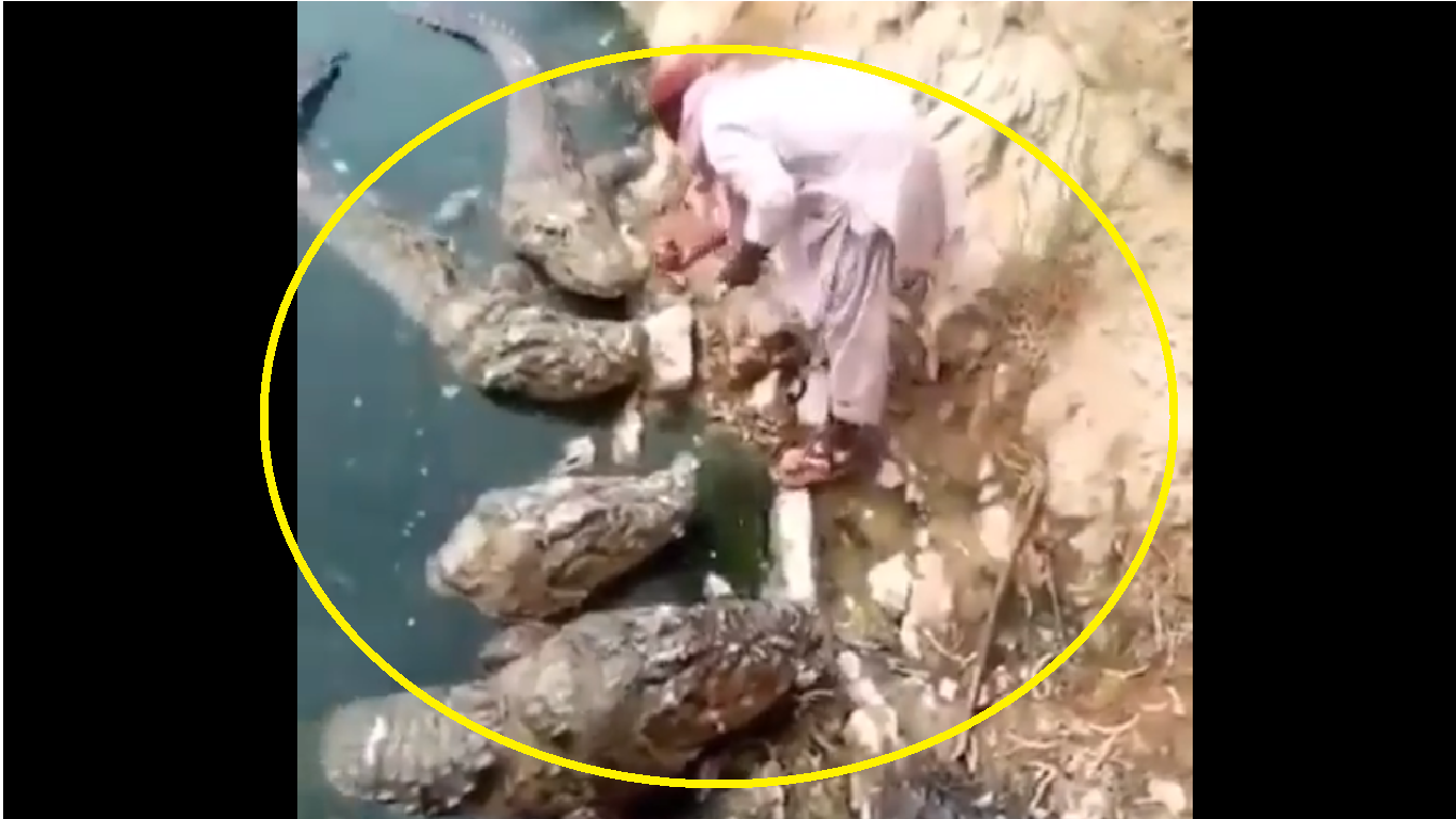 Watch: Man feeds five huge crocodiles with no safety; internet can't believe its eyes
