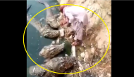 Watch: Man feeds five huge crocodiles with no safety; internet can't believe its eyes