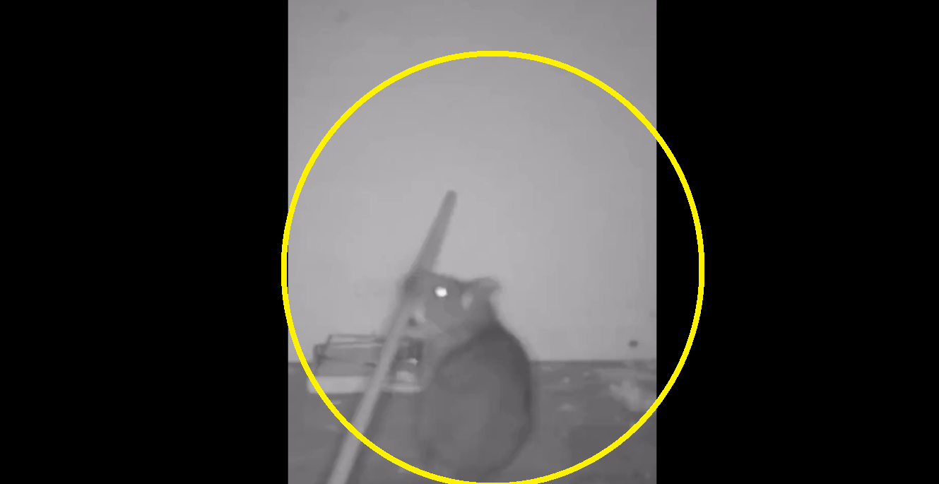 Amazing: Watch rat deactivate trap using tool, enjoys meal