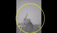 Amazing: Watch rat deactivate trap using tool, enjoys meal