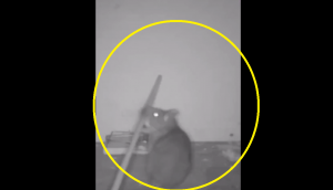 Amazing: Watch rat deactivate trap using tool, enjoys meal