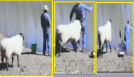 Hilarious: Watch sheep headbutts man fishing near pond