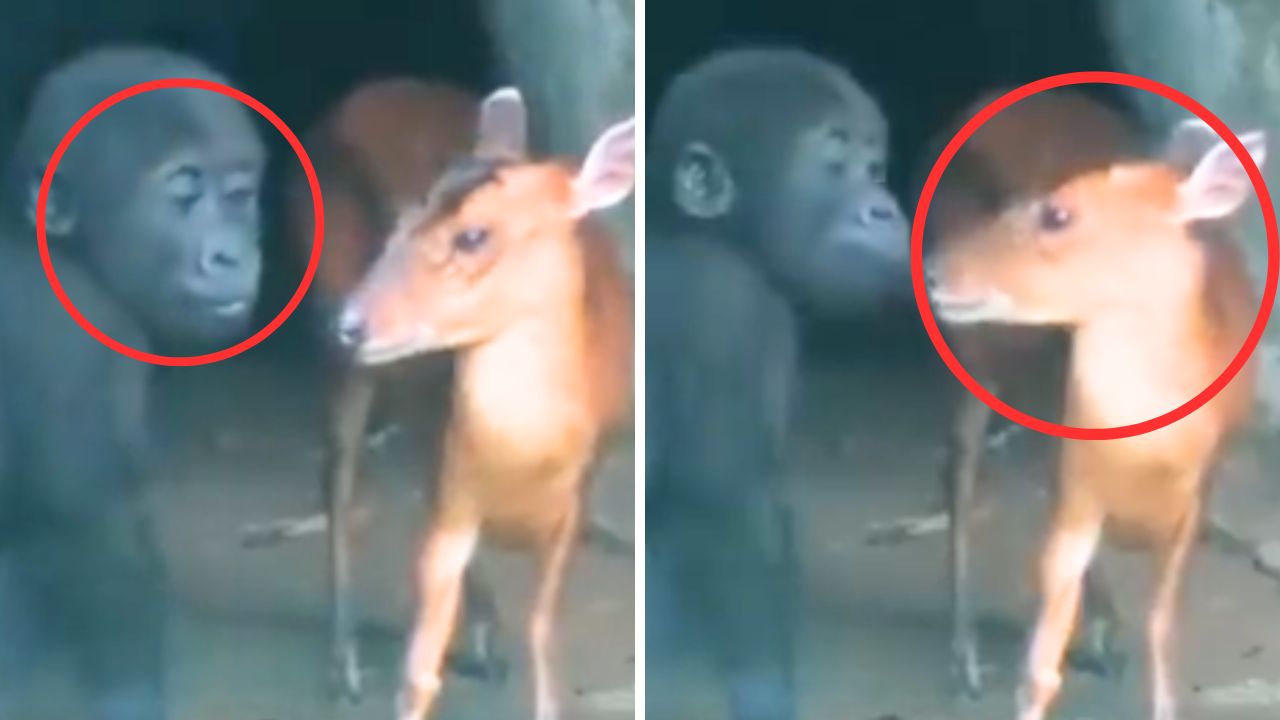 Watch what happens when a gorilla kid encounters a young deer