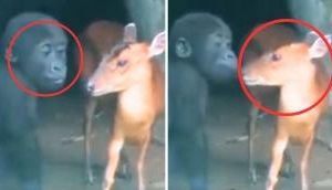 Watch what happens when a gorilla kid encounters a young deer