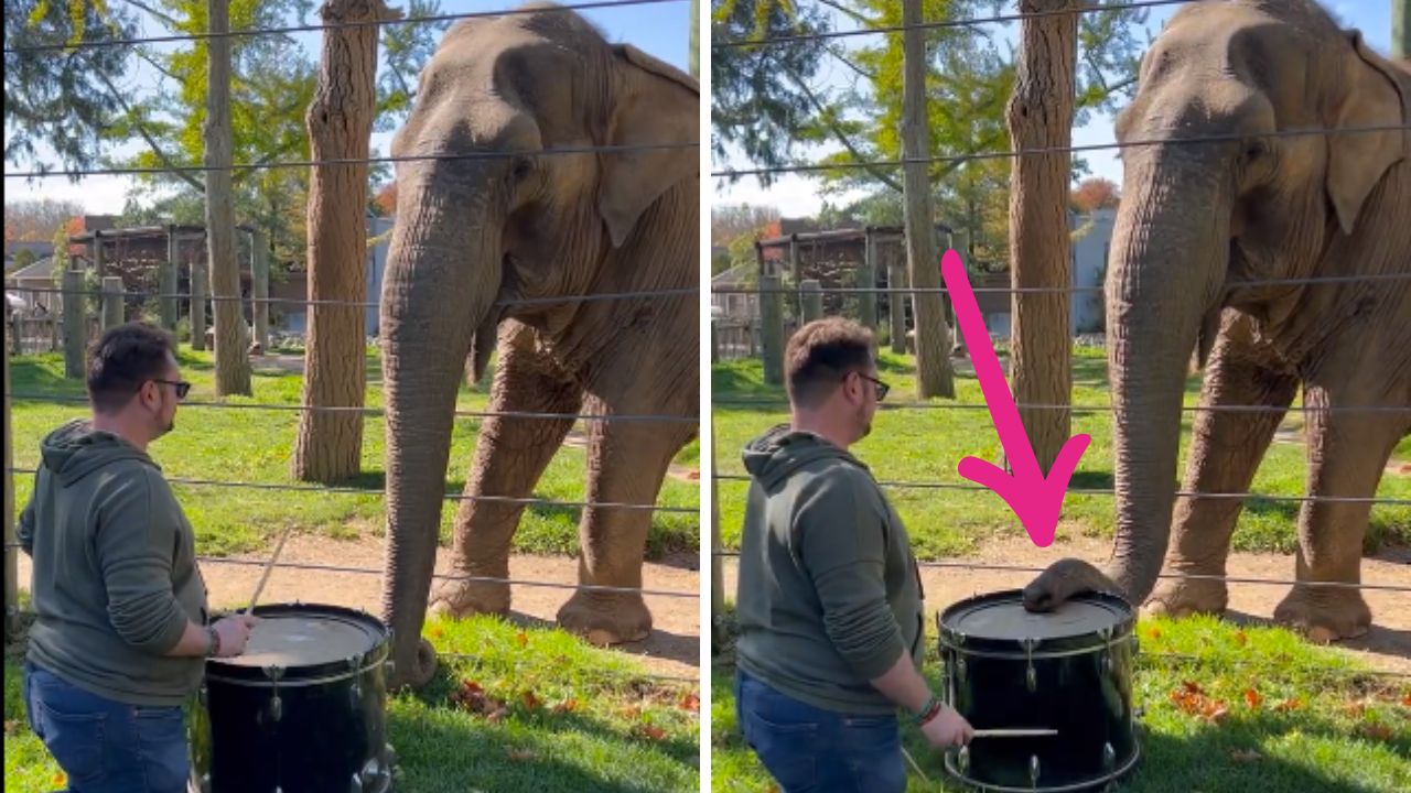 Amazing Viral Video: Elephant exhibits unexpected talent