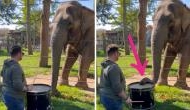 Amazing Viral Video: Elephant exhibits unexpected talent