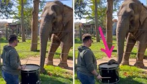 Amazing Viral Video: Elephant exhibits unexpected talent