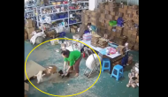 Watch: Cat saves puppy from bully dog in viral video