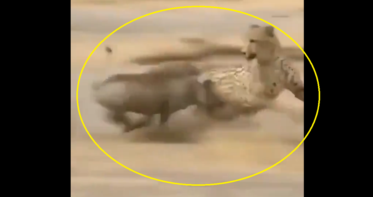 Viral Video: Wild boar turns the tables on cheetah, chases it away in jungle showdown