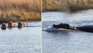 Viral Video: Hippo attacks three lions crossing river; what happens next?