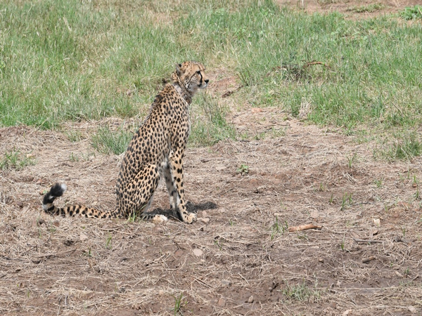 MP: African Cheetah 'Uday' dies of cardiopulmonary failure at Kuno National Park