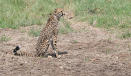MP: African Cheetah 'Uday' dies of cardiopulmonary failure at Kuno National Park