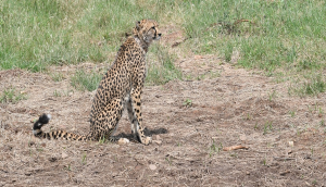 MP: African Cheetah 'Uday' dies of cardiopulmonary failure at Kuno National Park