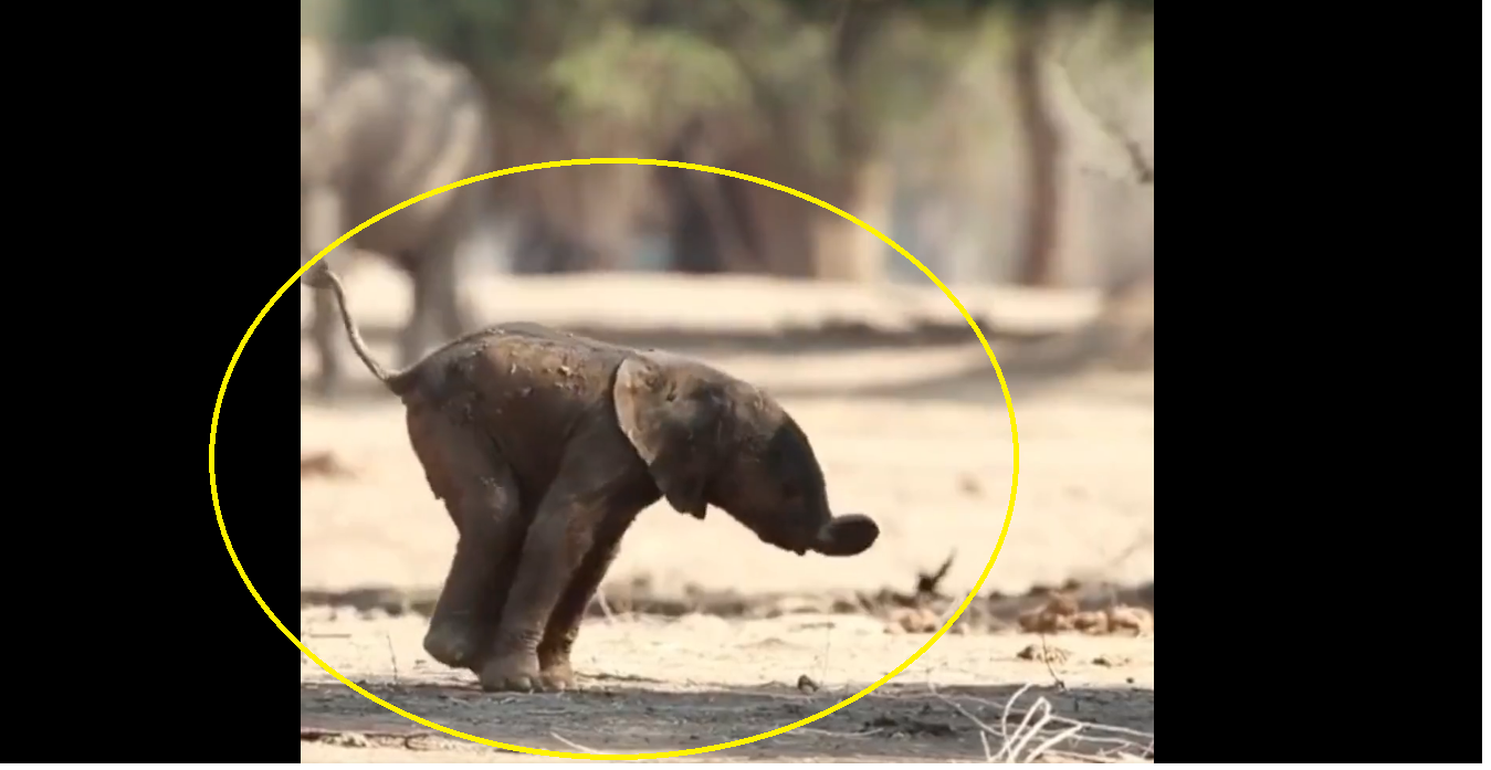 ‘Look Mommy I Made It’: Watch baby elephant take first steps toward mama jumbo