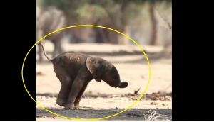 ‘Look Mommy I Made It’: Watch baby elephant take first steps toward mama jumbo