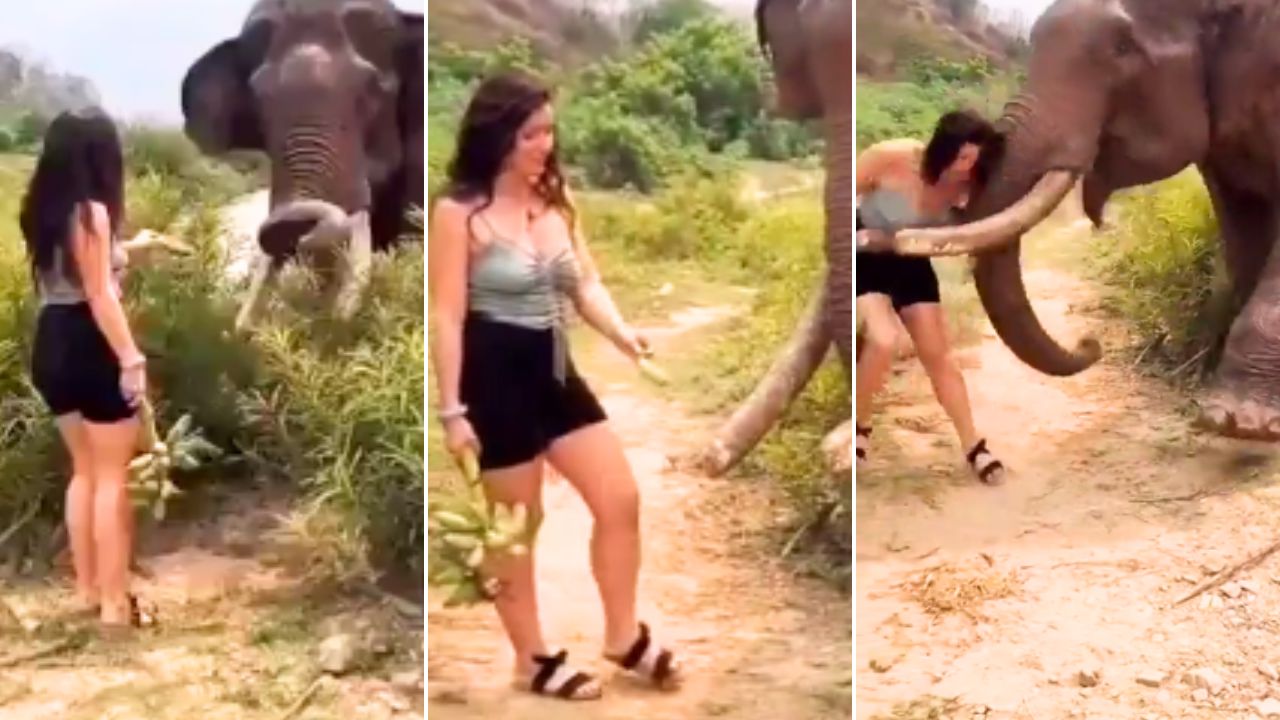 Girl teases elephant; what happens next will scare you!