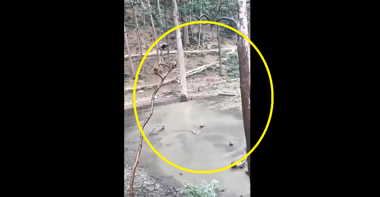 Viral: Monkeys have ‘pool party’ in jungle; this rare video is a fascinating watch