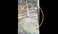 Viral: Monkeys have ‘pool party’ in jungle; this rare video is a fascinating watch