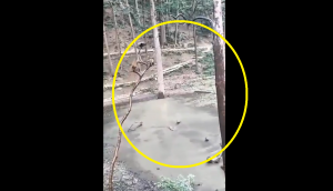 Viral: Monkeys have ‘pool party’ in jungle; this rare video is a fascinating watch