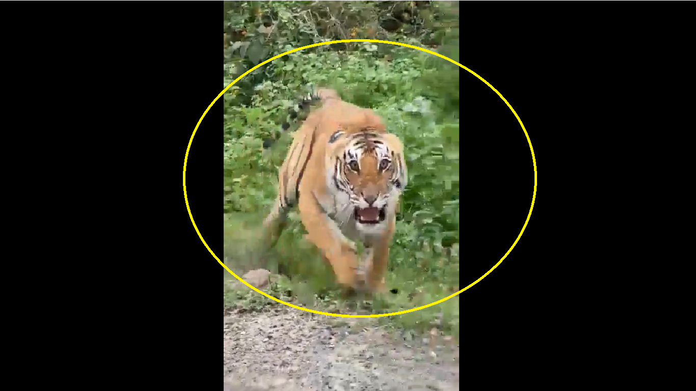 Go Away! Watch furious tiger threatens tourists during Safari ride
