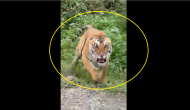 Go Away! Watch furious tiger threatens tourists during Safari ride