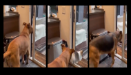 Mystery Solved! Who let the dogs out [Watch]