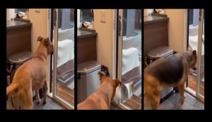 Mystery Solved! Who let the dogs out [Watch]