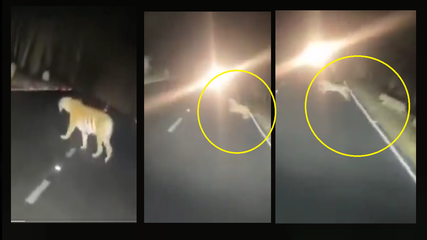‘Drive Slow Near Wildlife Habitat’: Watch IFS officer shares video of tigers crossing road