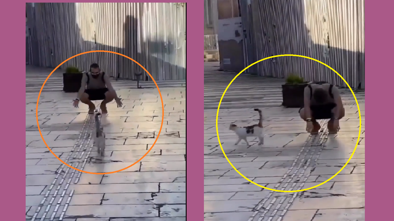 Watch: Man tries to hug pet cat, gets ignored in hilarious viral video