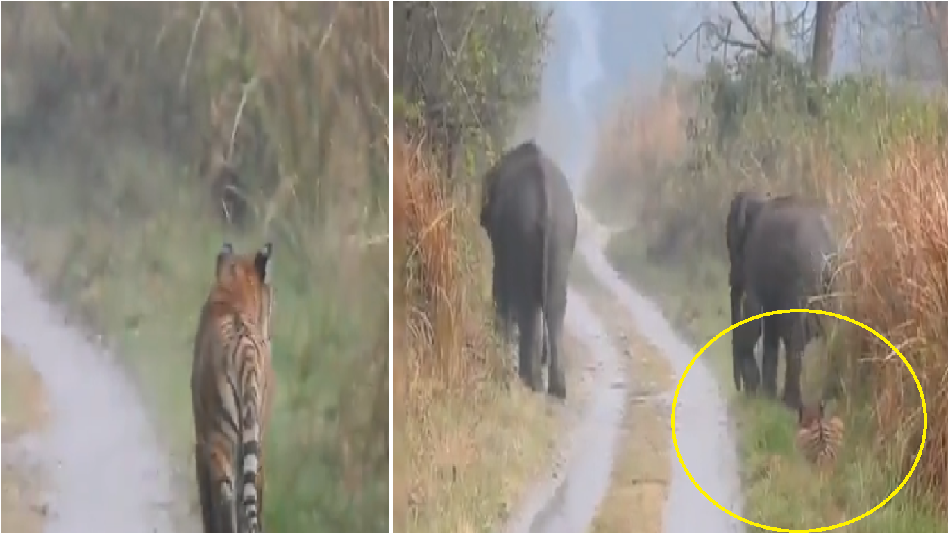 Viral Video: Tiger ‘maintains harmony’ in jungle; gives way to panicked elephant herd 