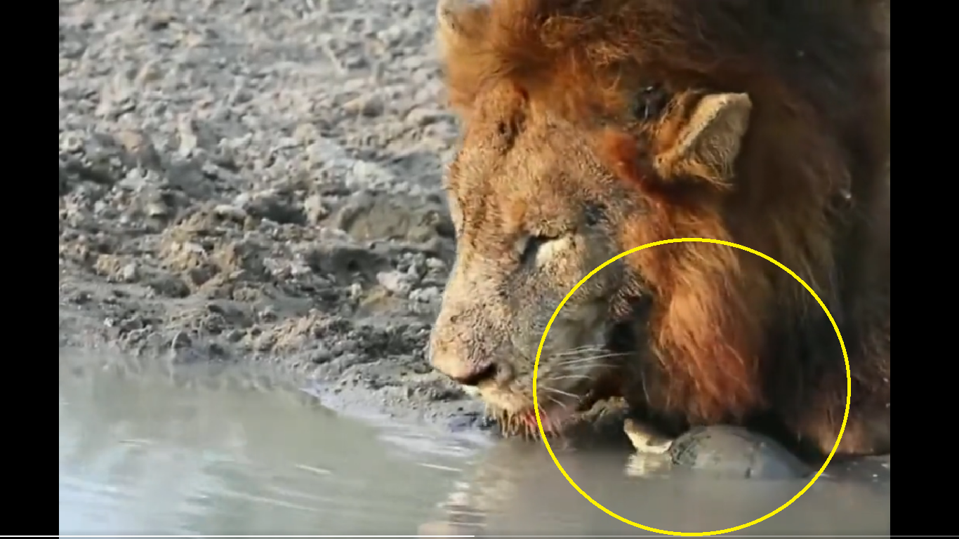 Viral Video: Curious tiny turtle scares, chases lion