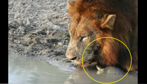 Viral Video: Curious tiny turtle scares, chases lion