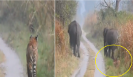 Viral Video: Tiger ‘maintains harmony’ in jungle; gives way to panicked elephant herd 