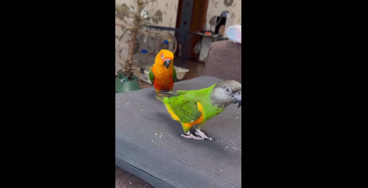 Viral Video: Colorful parrots perform acrobatics for treats